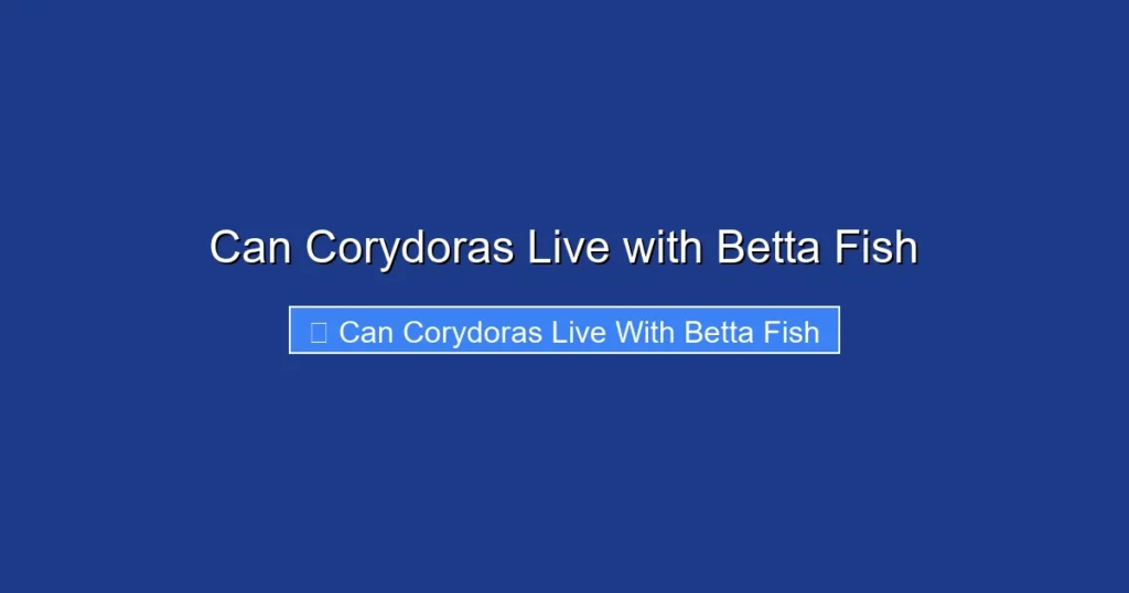 Can Corydoras Live with Betta Fish