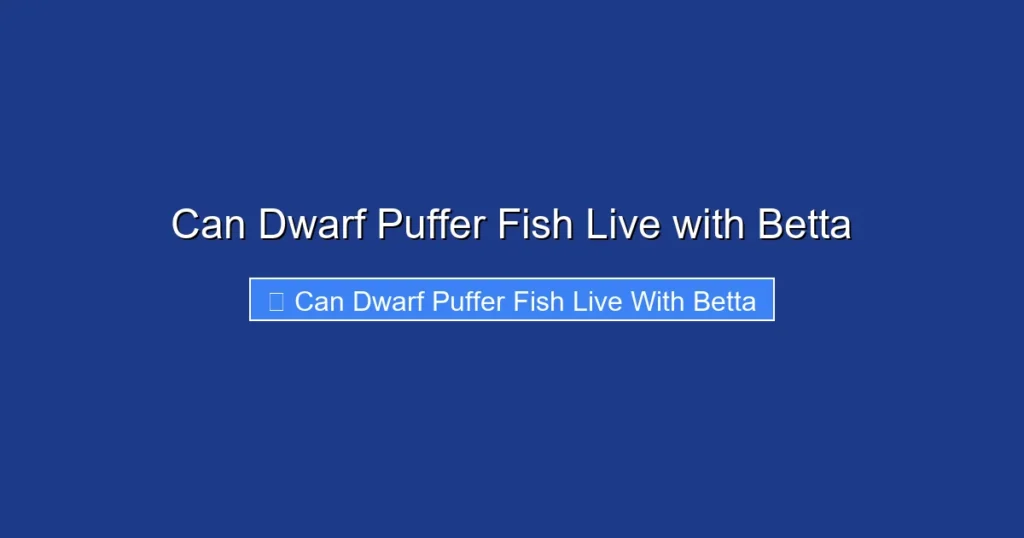 Can Dwarf Puffer Fish Live with Betta