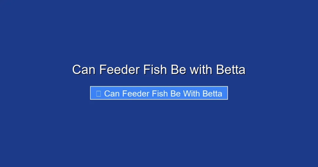 Can Feeder Fish Be with Betta