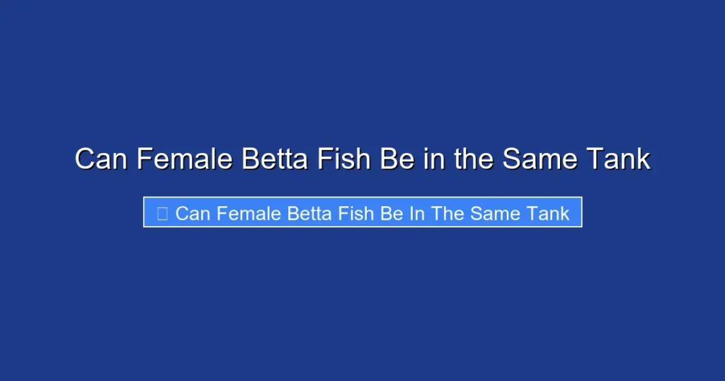 Can Female Betta Fish Be in the Same Tank