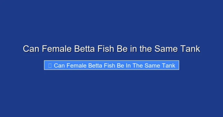 Can Female Betta Fish Be in the Same Tank