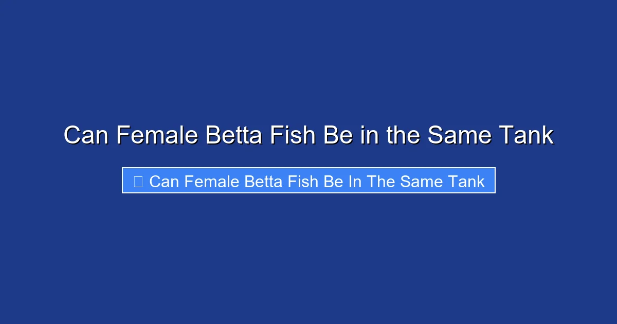 Can Female Betta Fish Be in the Same Tank