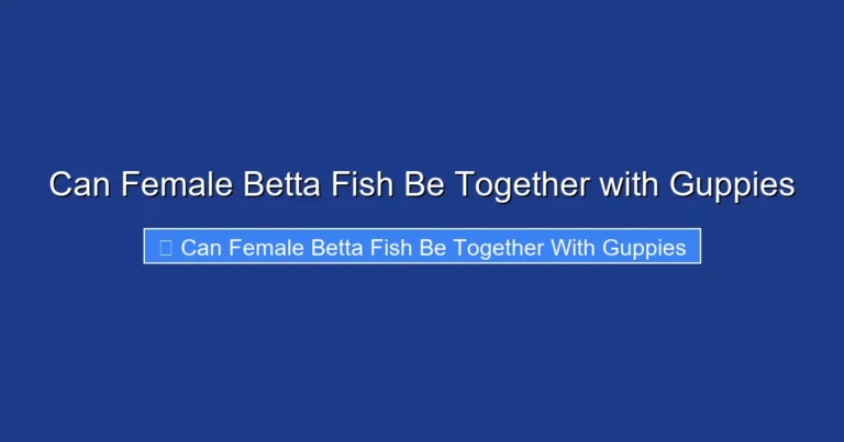 Can Female Betta Fish Be Together with Guppies