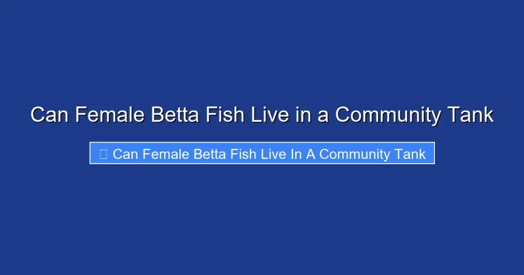 Can Female Betta Fish Live in a Community Tank