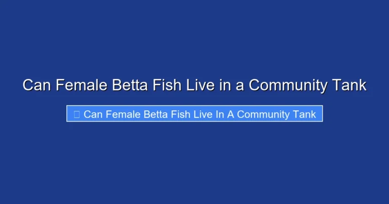 Can Female Betta Fish Live in a Community Tank