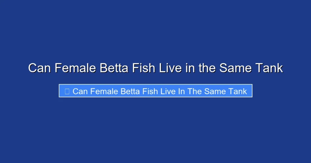 Can Female Betta Fish Live in the Same Tank
