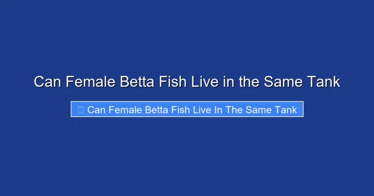 Can Female Betta Fish Live in the Same Tank