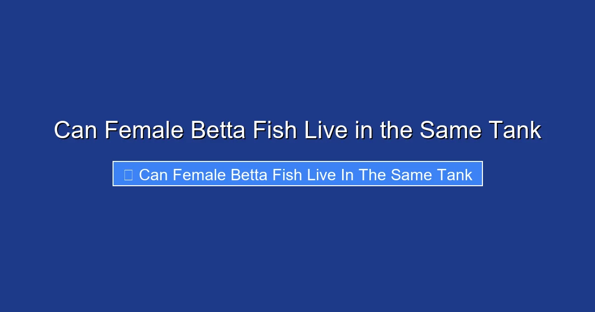 Can Female Betta Fish Live in the Same Tank