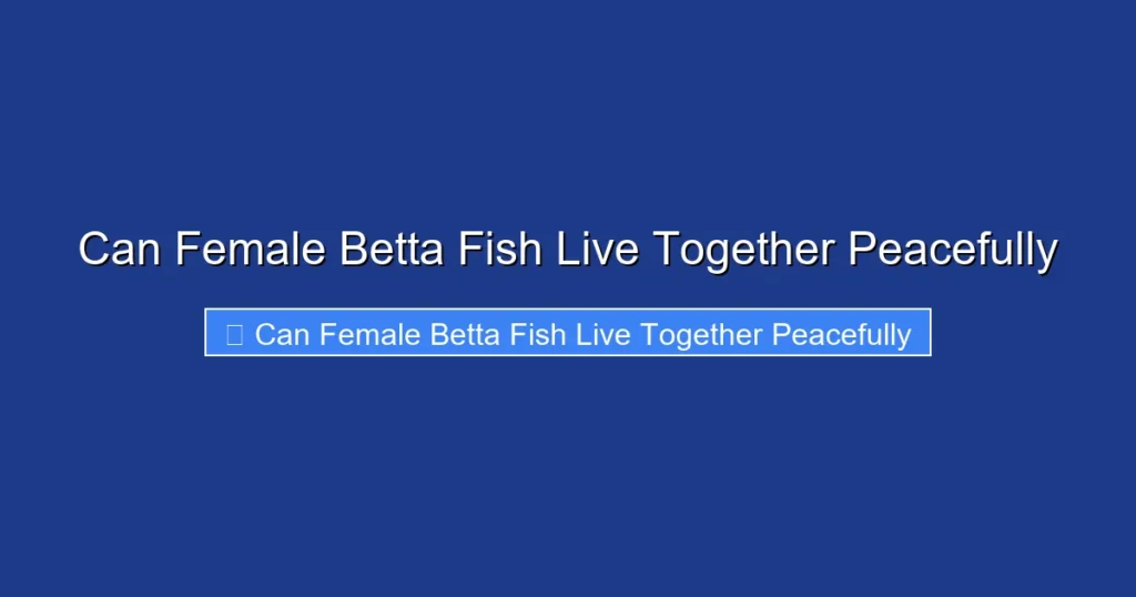 Can Female Betta Fish Live Together Peacefully