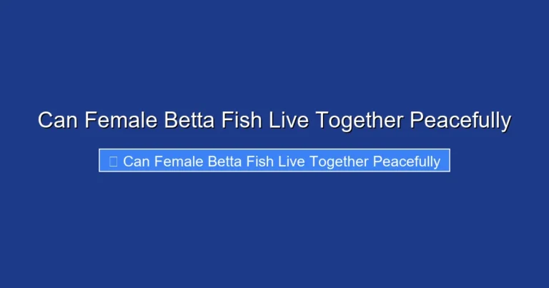 Can Female Betta Fish Live Together Peacefully