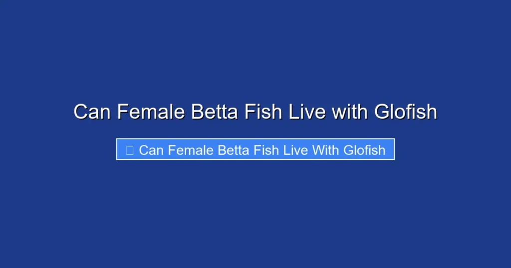 Can Female Betta Fish Live with Glofish