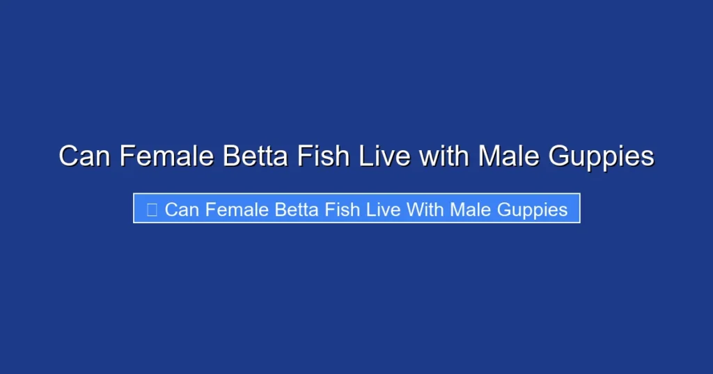 Can Female Betta Fish Live with Male Guppies