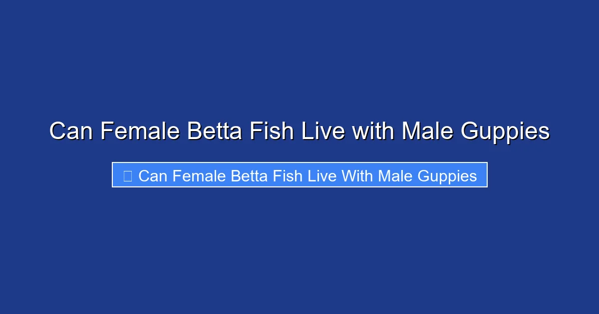 Can Female Betta Fish Live with Male Guppies