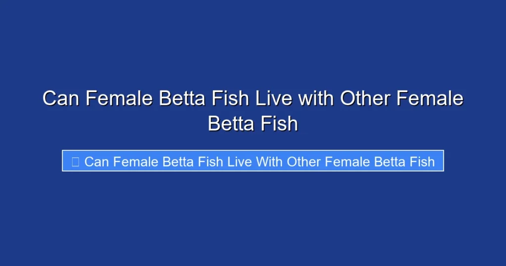 Can Female Betta Fish Live with Other Female Betta Fish