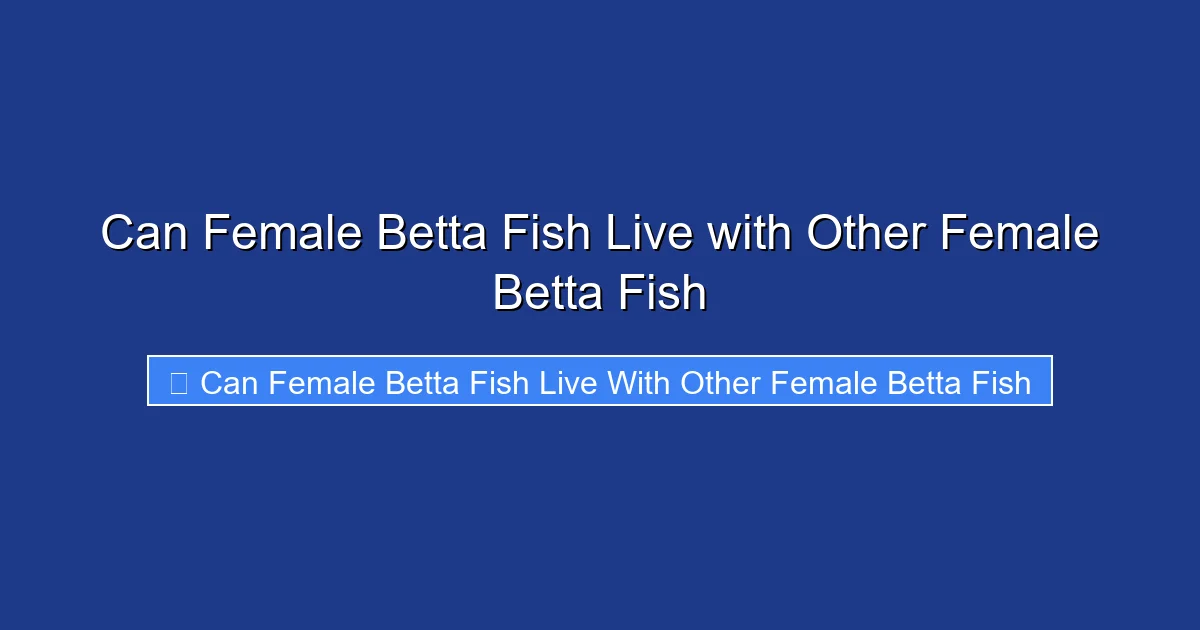 Can Female Betta Fish Live with Other Female Betta Fish