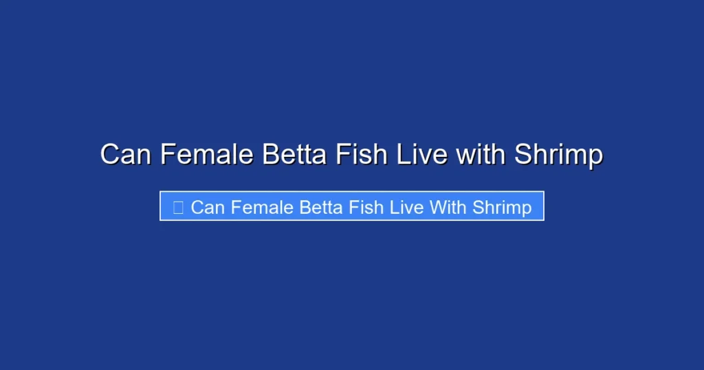Can Female Betta Fish Live with Shrimp