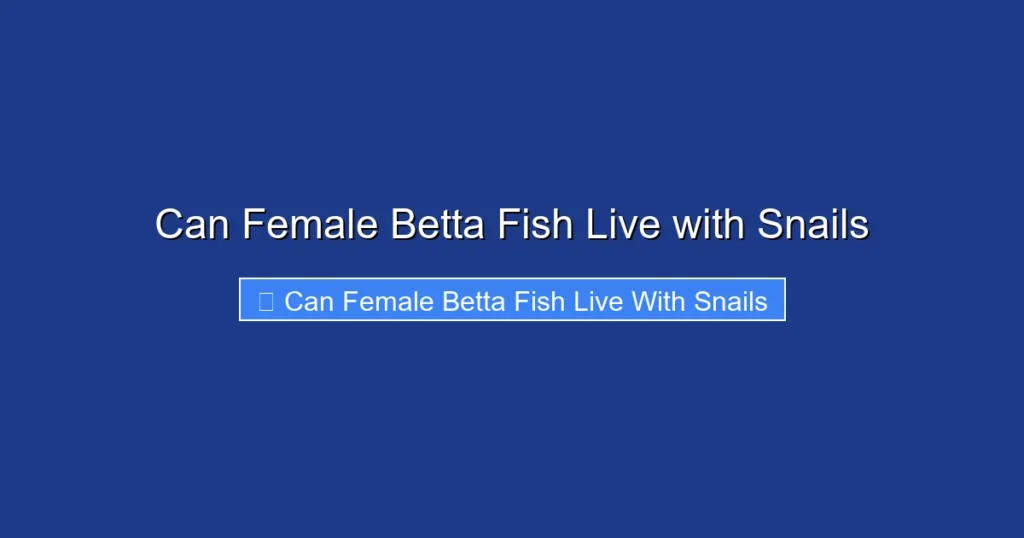 Can Female Betta Fish Live with Snails