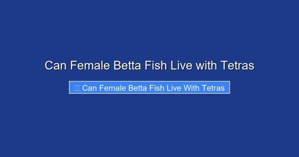 Can Female Betta Fish Live with Tetras