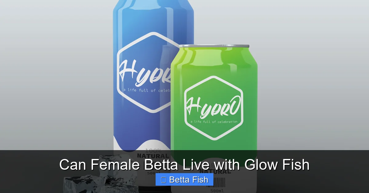 Can Female Betta Live with Glow Fish