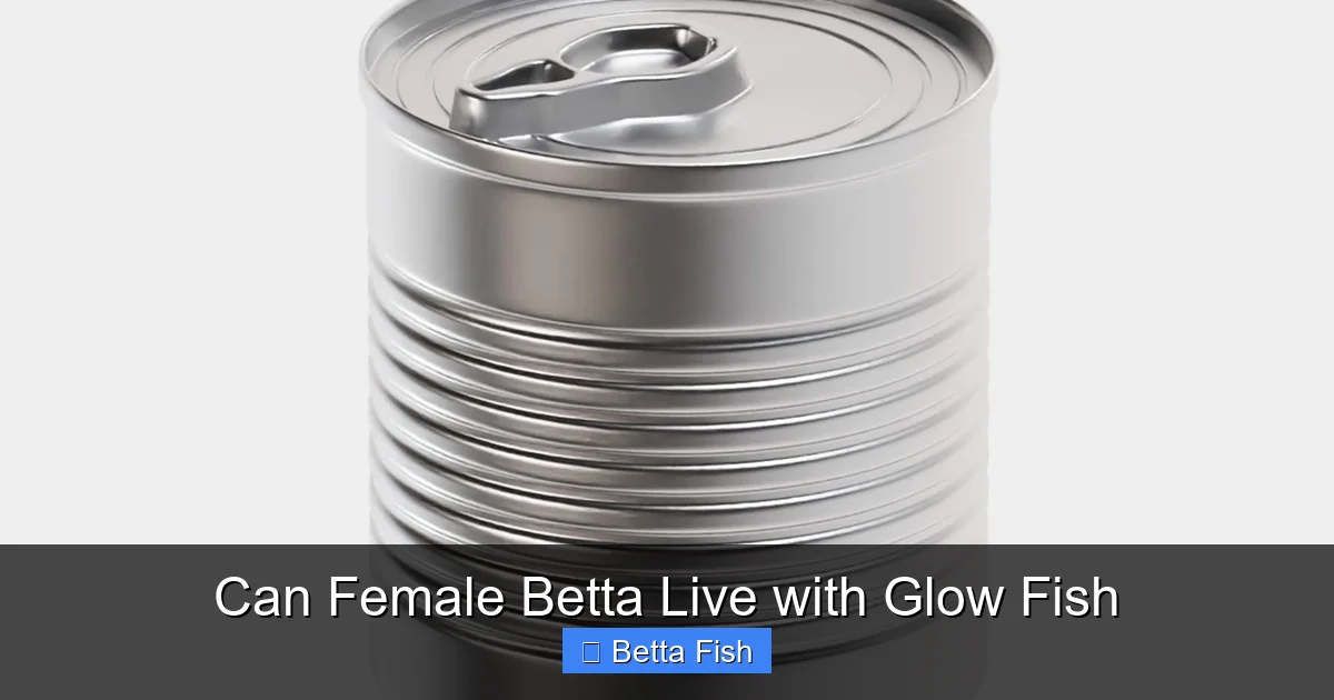Can Female Betta Live with Glow Fish