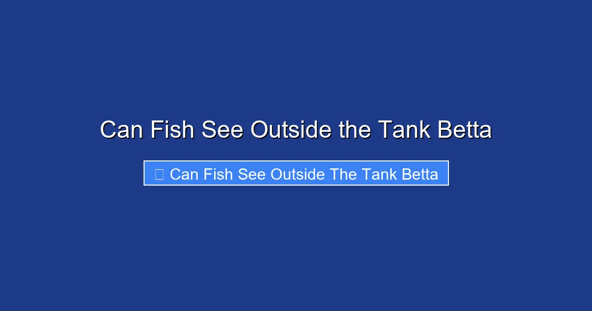 Can Fish See Outside the Tank Betta