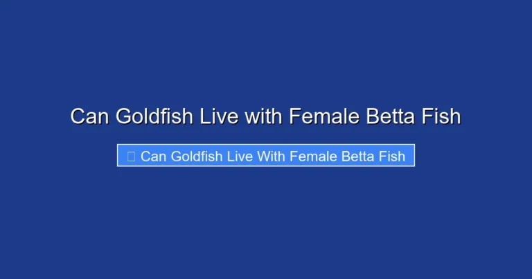 Can Goldfish Live with Female Betta Fish