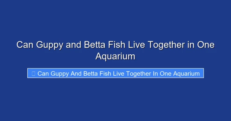 Can Guppy and Betta Fish Live Together in One Aquarium