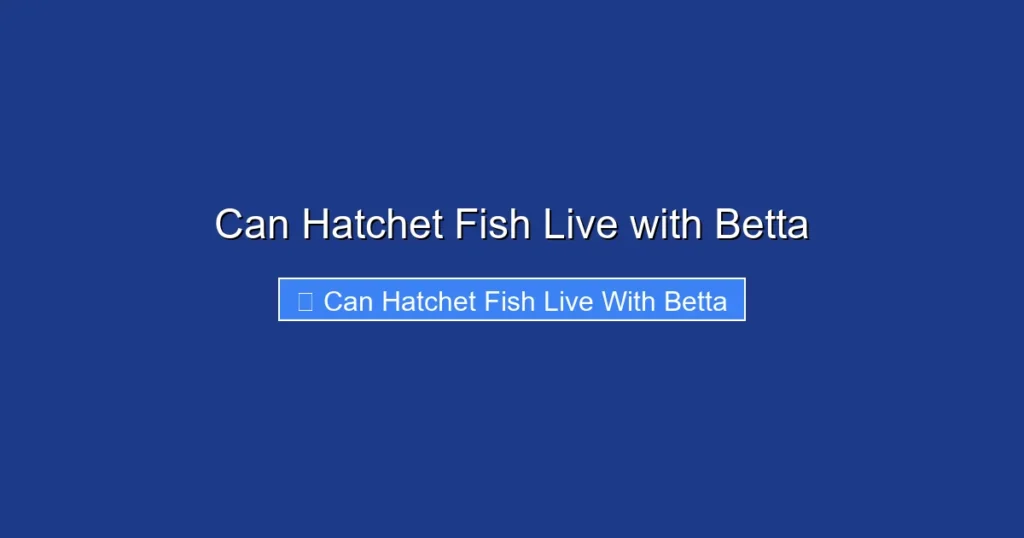 Can Hatchet Fish Live with Betta