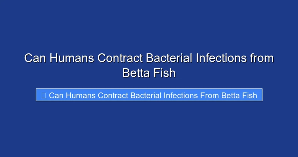 Can Humans Contract Bacterial Infections from Betta Fish