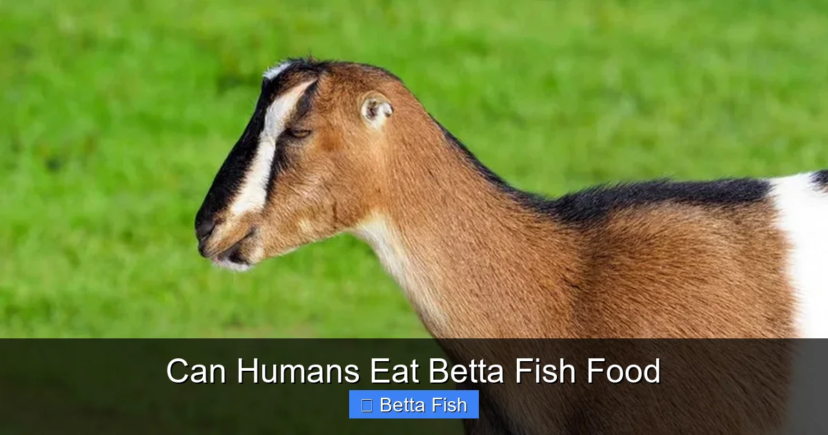 Can Humans Eat Betta Fish Food
