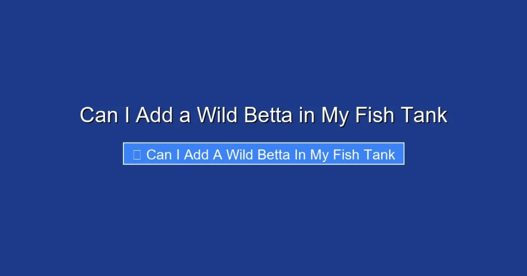 Can I Add a Wild Betta in My Fish Tank
