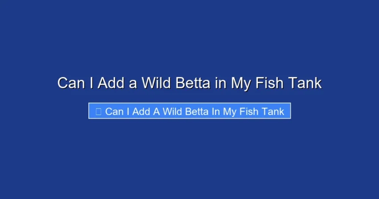 Can I Add a Wild Betta in My Fish Tank