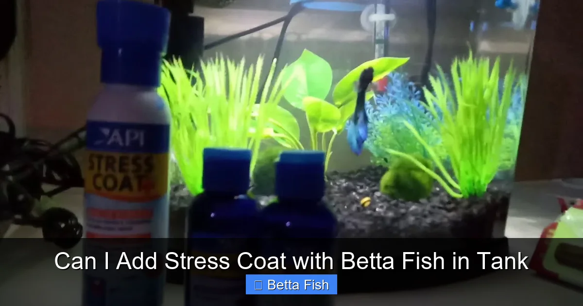 Can I Add Stress Coat with Betta Fish in Tank
