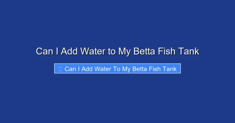 Can I Add Water to My Betta Fish Tank