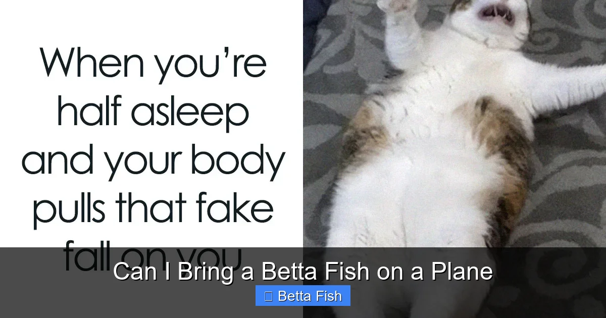 Can I Bring a Betta Fish on a Plane