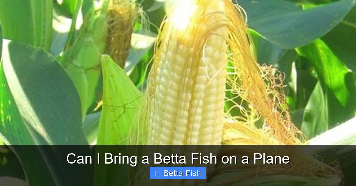 Can I Bring a Betta Fish on a Plane