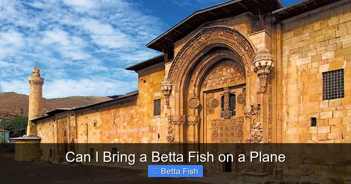 Can I Bring a Betta Fish on a Plane
