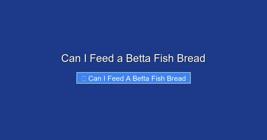 Can I Feed a Betta Fish Bread