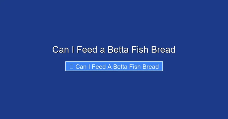 Can I Feed a Betta Fish Bread
