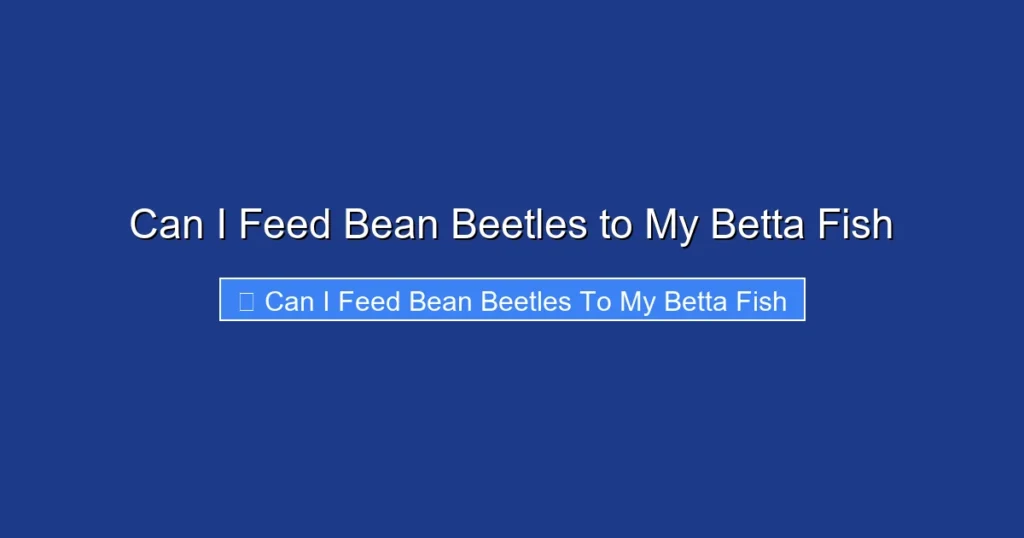 Can I Feed Bean Beetles to My Betta Fish