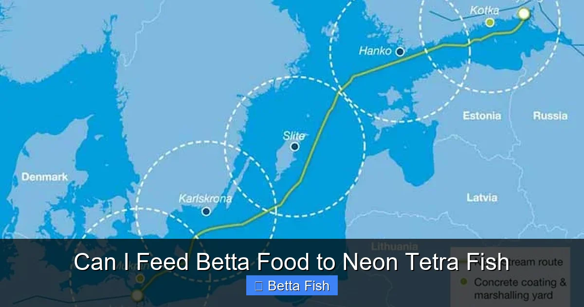 Can I Feed Betta Food to Neon Tetra Fish