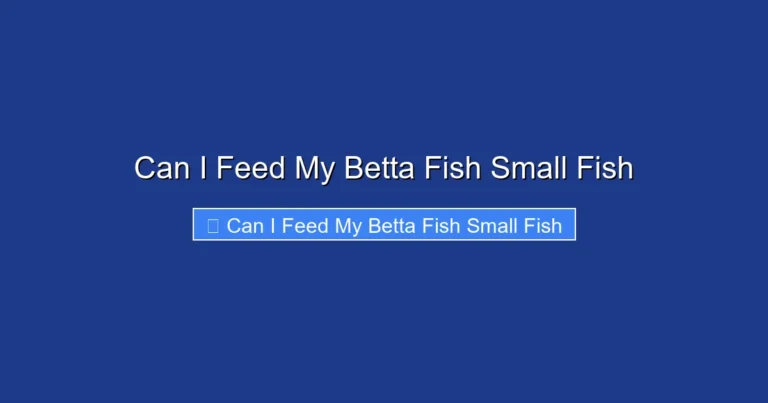 Can I Feed My Betta Fish Small Fish