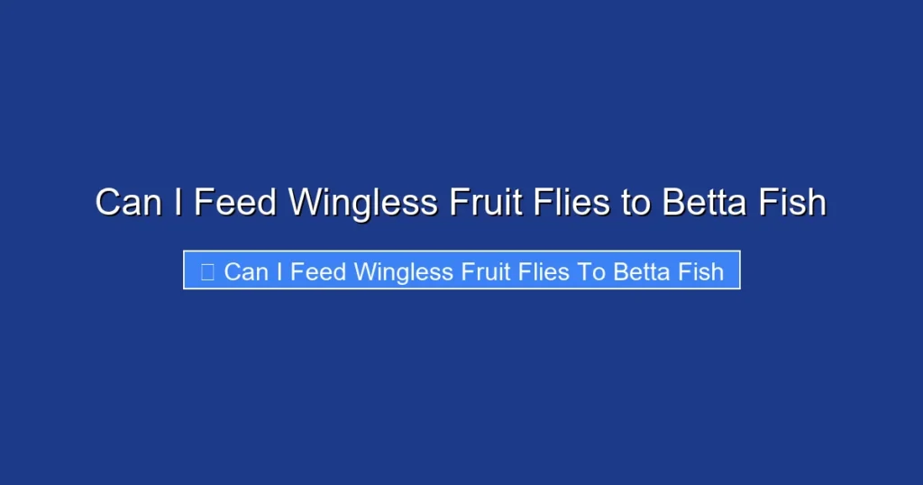 Can I Feed Wingless Fruit Flies to Betta Fish