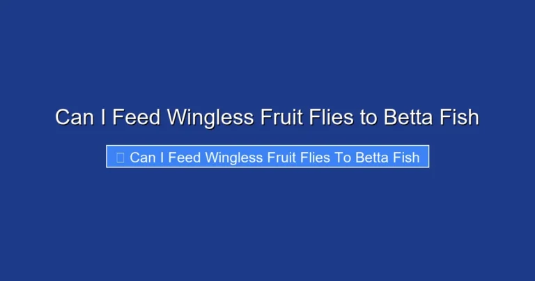 Can I Feed Wingless Fruit Flies to Betta Fish