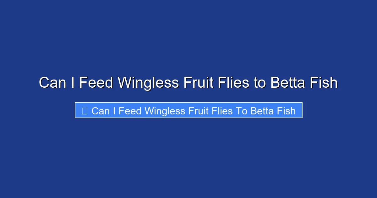 Can I Feed Wingless Fruit Flies to Betta Fish