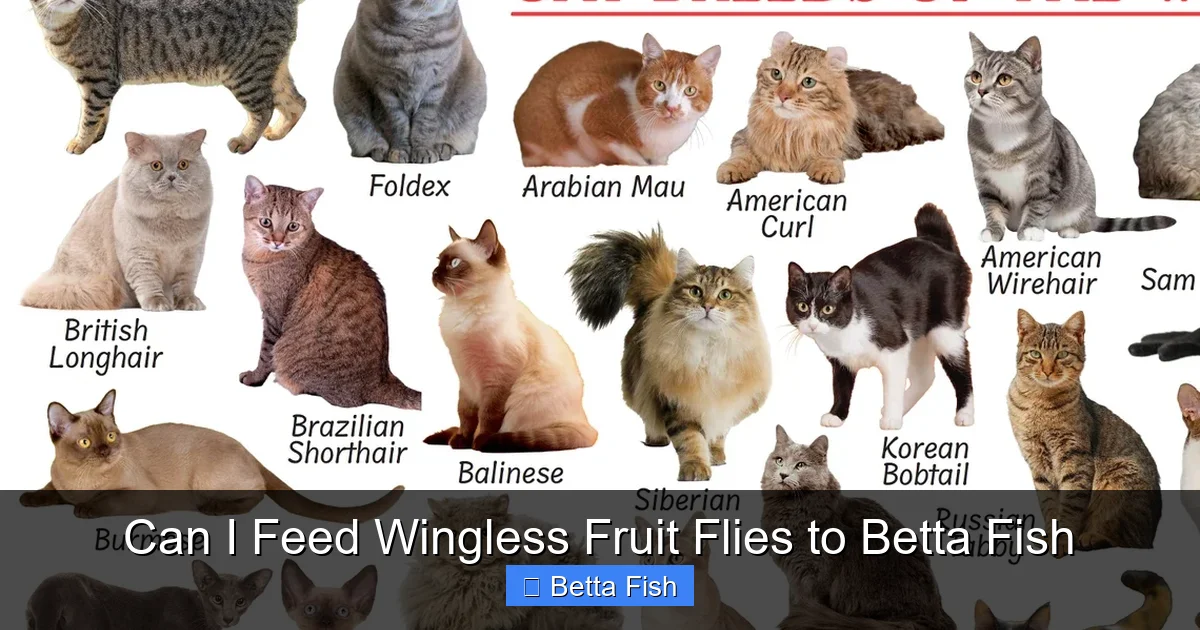 Can I Feed Wingless Fruit Flies to Betta Fish