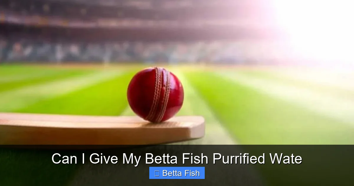 Can I Give My Betta Fish Purrified Wate