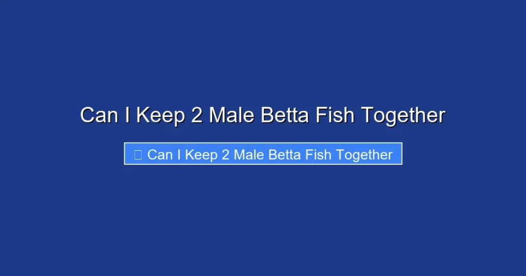 Can I Keep 2 Male Betta Fish Together