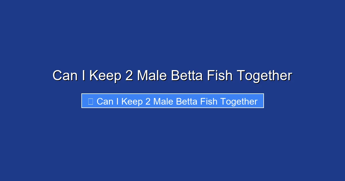 Can I Keep 2 Male Betta Fish Together