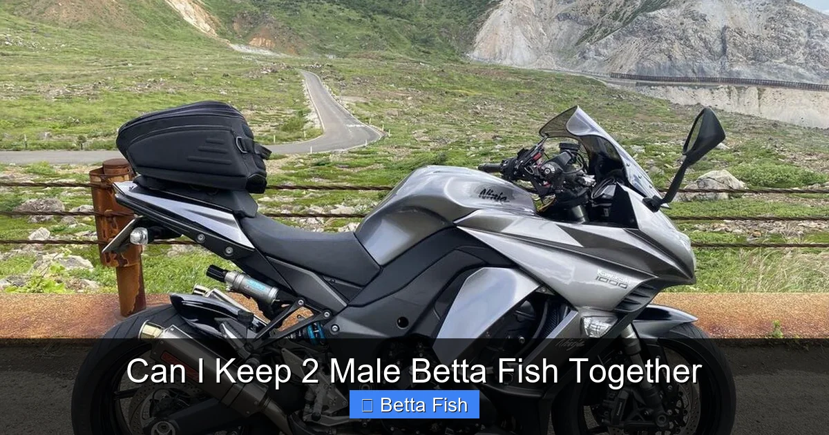 Can I Keep 2 Male Betta Fish Together